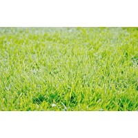 安徽滁州市景秀草坪苗木有限公司供应高羊茅、马尼拉草坪