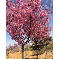 吉野樱花