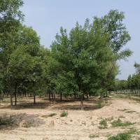 山东苗木种植基地,济宁速生白蜡,13公分至15公分速生白蜡