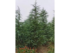 近期雪松价格 基地2.5米3.5米价格图2