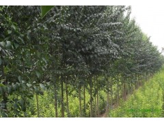 天汇丝棉木工程苗木基地供应丝棉木500亩4-18公分10万棵图1