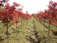 15公分美国红枫价格_美国红枫_鄢陵红枫_红枫基地图1