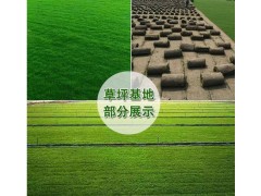 现货百慕大草批发_百慕大草种植基地，草坪批发草皮出售图1