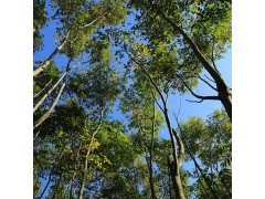 黄山栾树 批发全冠栾树 移栽栾树基地 诺邦园林绿化工程图1