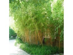 批发观赏竹子 绿化工程竹子 淡竹 别墅庭院绿篱观赏淡竹图1