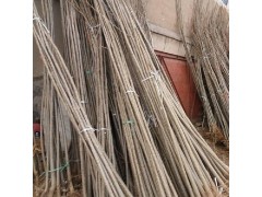 速生杨图1