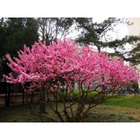 榆叶梅 丛生榆叶梅 独杆榆叶梅 榆叶梅小苗 榆叶梅价格