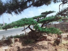 造型松图1