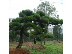 黑松图1