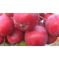 二年生九台串红苹果树苗生产基地,二年生串红苹果树苗