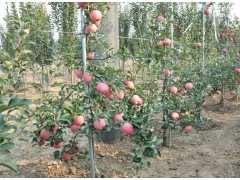 供应：圣诞果苹果苗，寒富苹果苗、开九苹果苗、龙丰苹果苗图1