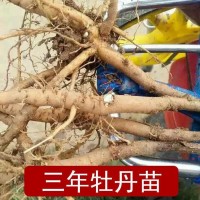 油用牡丹苗