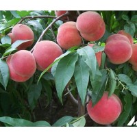 桃树 黄金冠:桃苗 黄金冠:桃苗批发、桃树基地、桃树苗