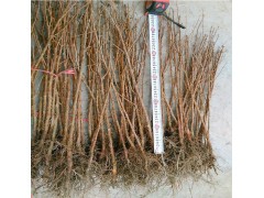 水杉树苗 金叶水杉树 落羽杉 水杉 金叶水杉树 地径3公分图1