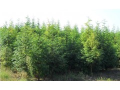 30-40cm防风护林水杉_耐碱一年生水杉图1