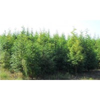 30-40cm防风护林水杉_耐碱一年生水杉