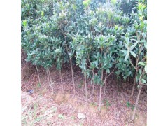 2~7CM桂花树 优质桂花树 桂花 志坚苗木场图2