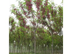 求购8公分香花槐，分枝统一，2米至2米6，200棵图1