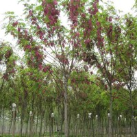 求购8公分香花槐，分枝统一，2米至2米6，200棵