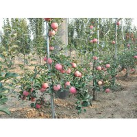新品种苹果苗供应，苹果苗 红心苹果苗 新品种苹果苗 苹果