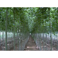 大量求购8公分窄冠毛白杨，裸根截杆，有真实货源联系