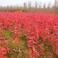 美国红枫基地 美国红枫树苗批发 专业种植美国红枫 美国红枫