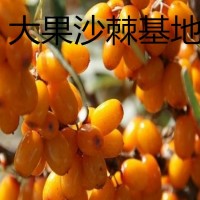 大果沙棘苗