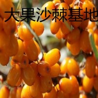 大果沙棘苗