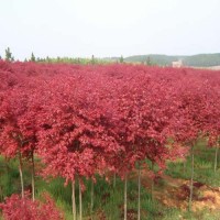 米径10公分日本红枫价格行情-日本红枫