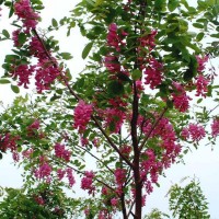 河北香花槐 香花槐小苗 红花刺槐 香花槐树苗 嫁接香花槐