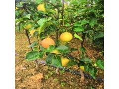 梨树苗价格，3公分5公分8公分梨树买-嫁接梨树苗基地图2