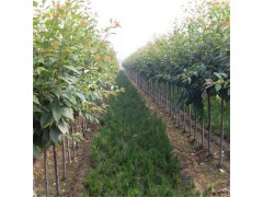 直销樱花树苗 出售樱花树 高杆樱花树价格 日本樱花树小苗图1