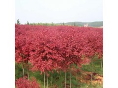 优质日本红枫 优质日本红枫基地 日本红枫 日本红枫基地图1