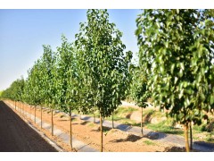彩叶豆梨价格 彩叶豆梨贵族 彩叶豆梨秋火焰 彩叶豆梨克利夫兰图1