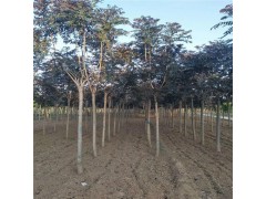 秋季苗圃直销 红叶椿 10公分红叶椿 行道树用苗 量大价优图1