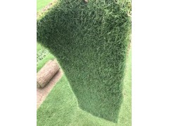 基地自产自销百慕大 大量供应百慕大草坪 出售优质草坪图1