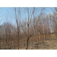 山桃稠李 山桃稠李苗木 山桃稠李价格 山桃稠李批发