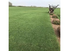 基地自产自销百慕大 大量供应百慕大草坪 出售优质草坪图1