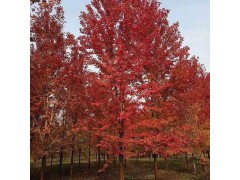 红冠红枫图2