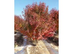 丛生美国红枫价格  丛生美国红枫价格批发 丛生美国红枫价格图2