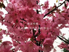 横滨绯樱，武汉横滨绯樱基地，武汉樱花，樱花基地，横滨绯樱图1