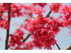 中国红樱花也是台湾钟樱，是选育新品种，花大红色 中国红樱花图1