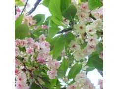 御衣黄樱俗称绿樱，是一种重瓣樱花，作点缀最佳，御衣黄樱图1