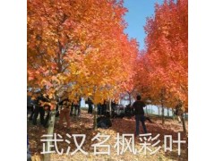 夕阳红红枫是美国红枫改良品种系列中最经典的代表品种图1