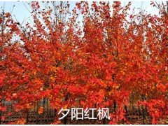夕阳红枫图2