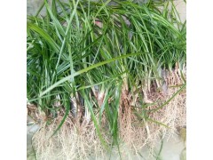 基地直销大叶 中叶细叶 宽叶麦冬草,北京麦冬草，麦冬草图1