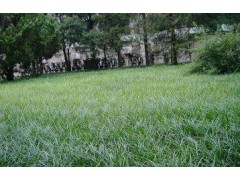 多规格园林绿化丹麦草_山麦冬_地被植物｜常绿沿阶草_丹麦草图1