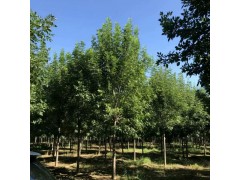 河北10公分白蜡 10公分白蜡价格 16公分白蜡价格,白蜡图2