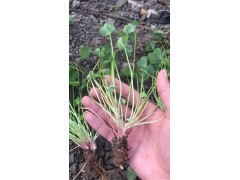 基地直销红花酢浆草 紫叶酢浆草种球 红叶幸运草 红花醡浆草图2