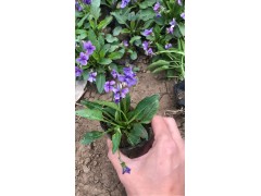 山东紫花地丁价格 青州大量供应优质紫花地丁 紫花地丁基地图2